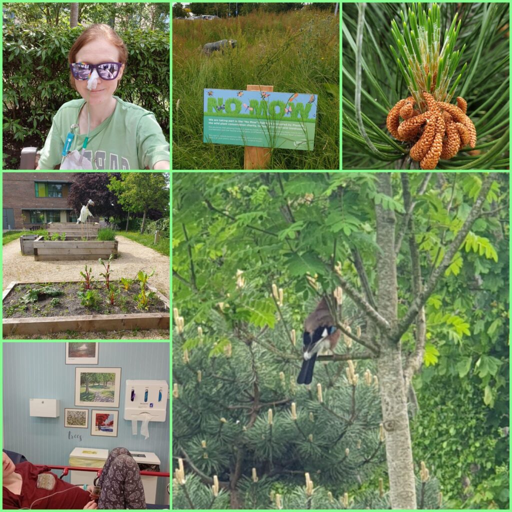 No Mow Way - Nature To Heal